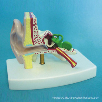 Menschliches Ohr Medizinisches Anatomisches Modell für die Lehre (R070106)